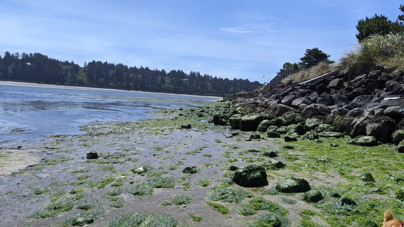 Afternoon Drift Toward Waldport