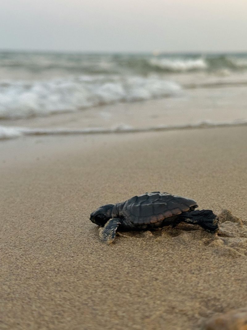 Ignoring Sea Turtle Nesting Season