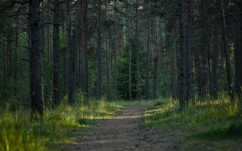 Piney Woods of East Texas