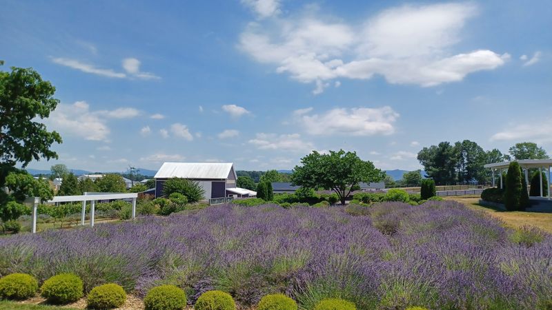 White Oak Lavender Farm