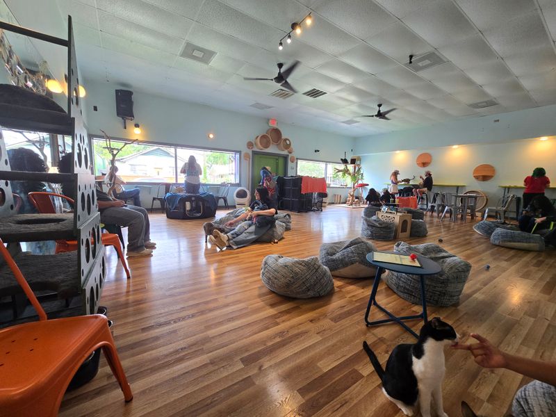 The Cat Studio Experience