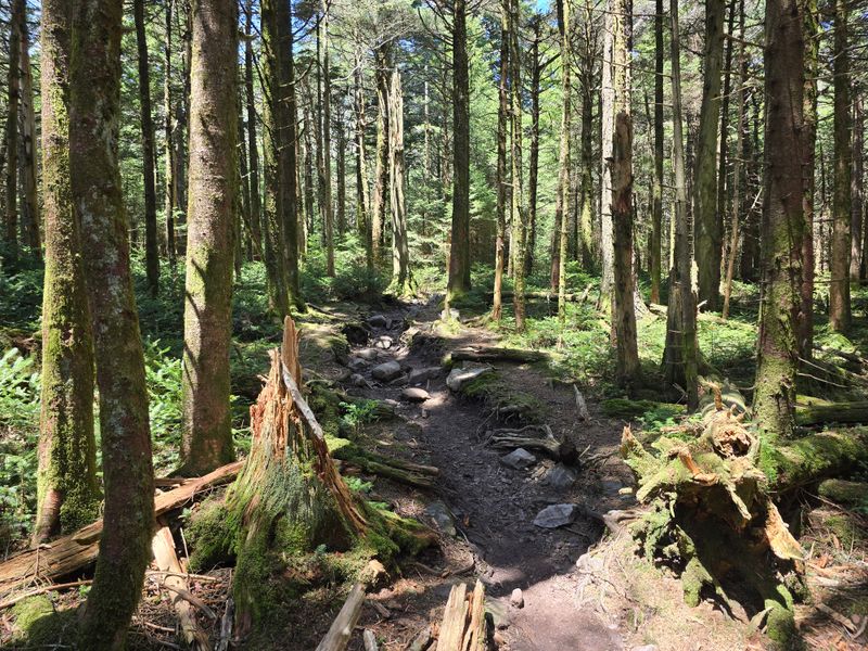 Appalachian Salamander Diversity in Mount Rogers Wilderness