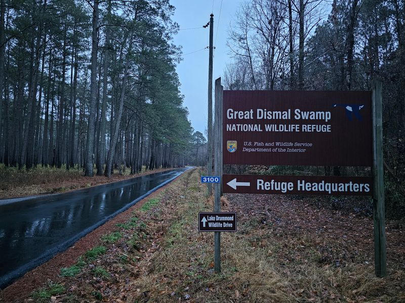 Fog That Moves In Slow Waves