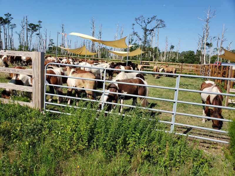 Chincoteague Pony Centre