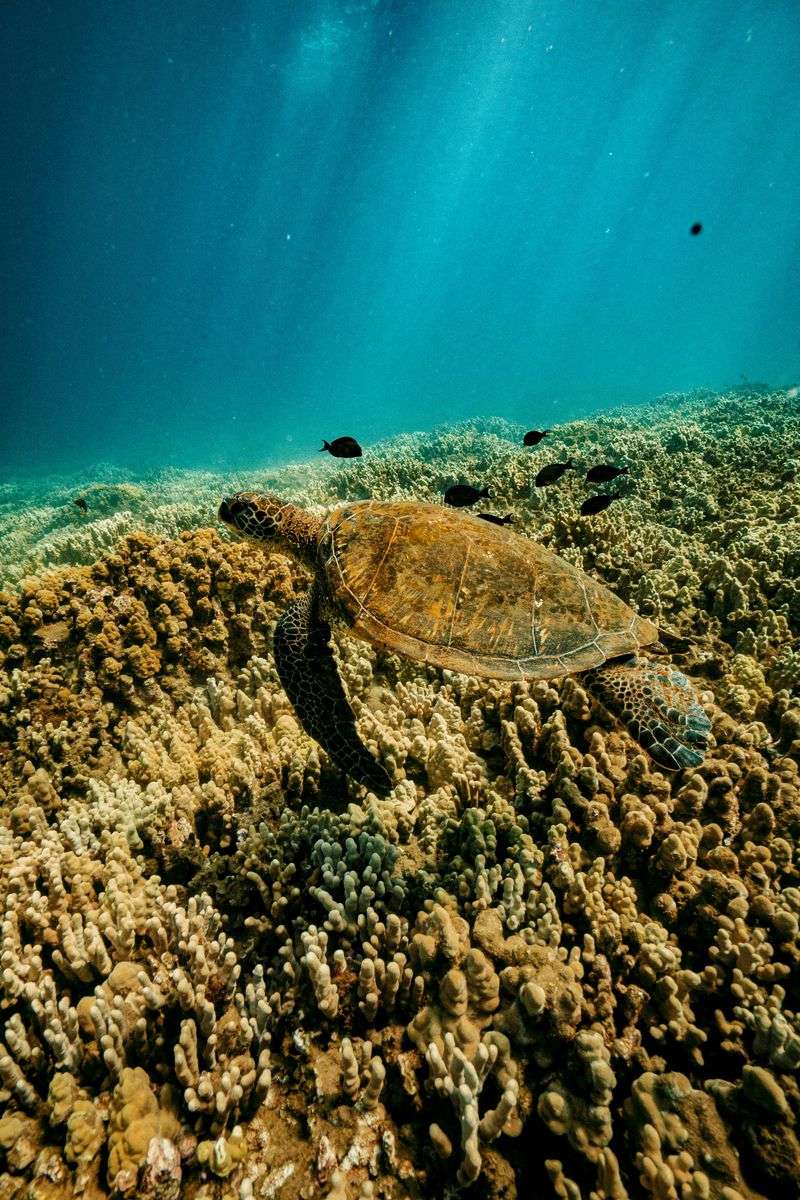 Molokini and Marine Life