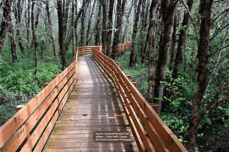 Climate Solutions Grow In Old Forests And Wetlands