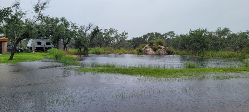 The Famous Big Tree Survived But Its Surroundings Didn't