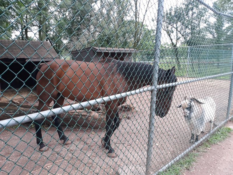 Johnson Park Animal Haven (Former Johnson Park Zoo), Piscataway