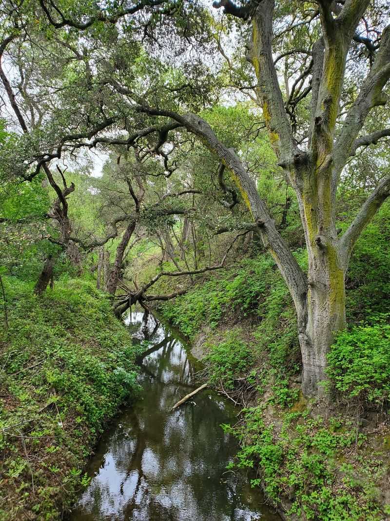 Tassajara Creek Regional Park (Dublin)