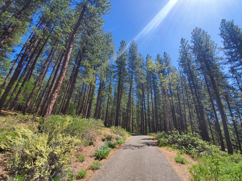 Brooks Memorial State Park, Ponderosa Pine Realm