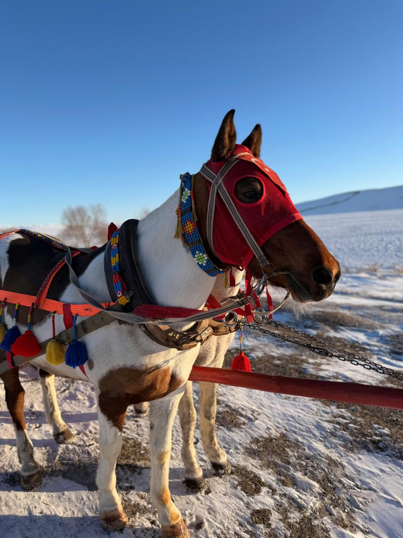 Bells Are Required for Horse-Drawn Sleighs