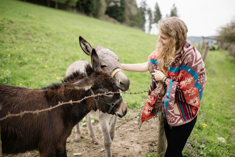 Donkeys in Bathtubs