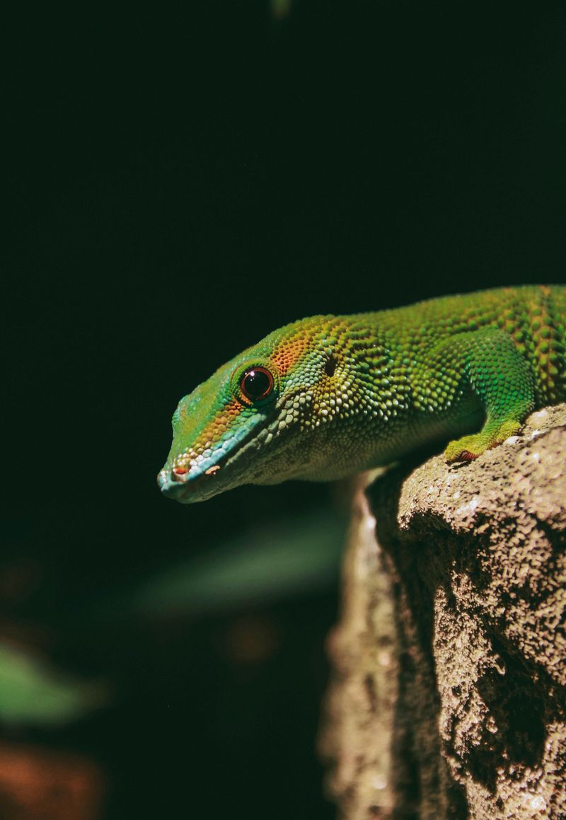 Certain Animals Are Illegal To Own