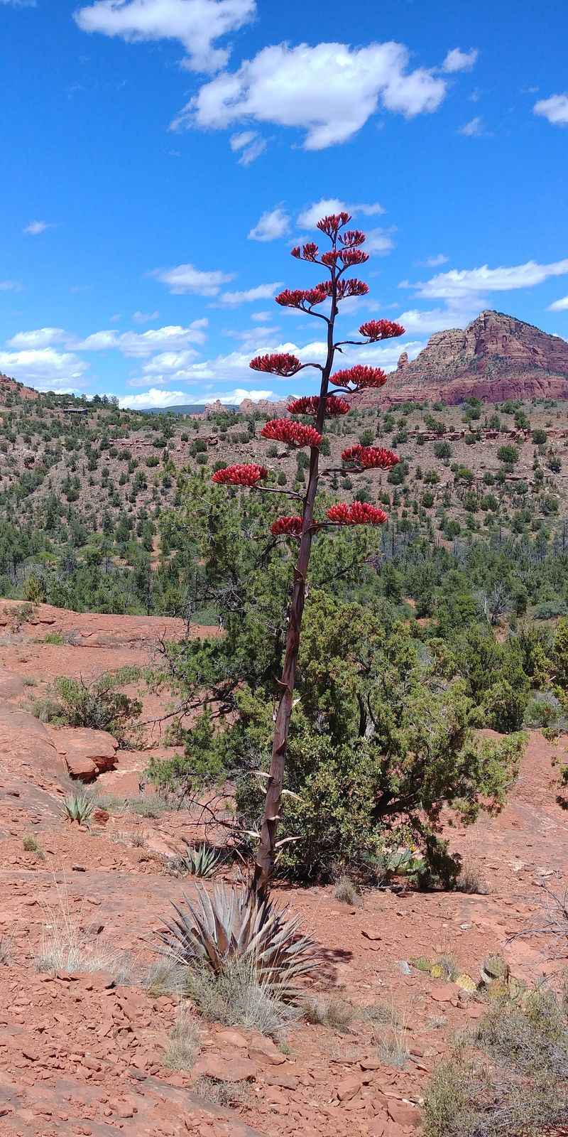 Vegetation Damage and Invasive Species Introduction