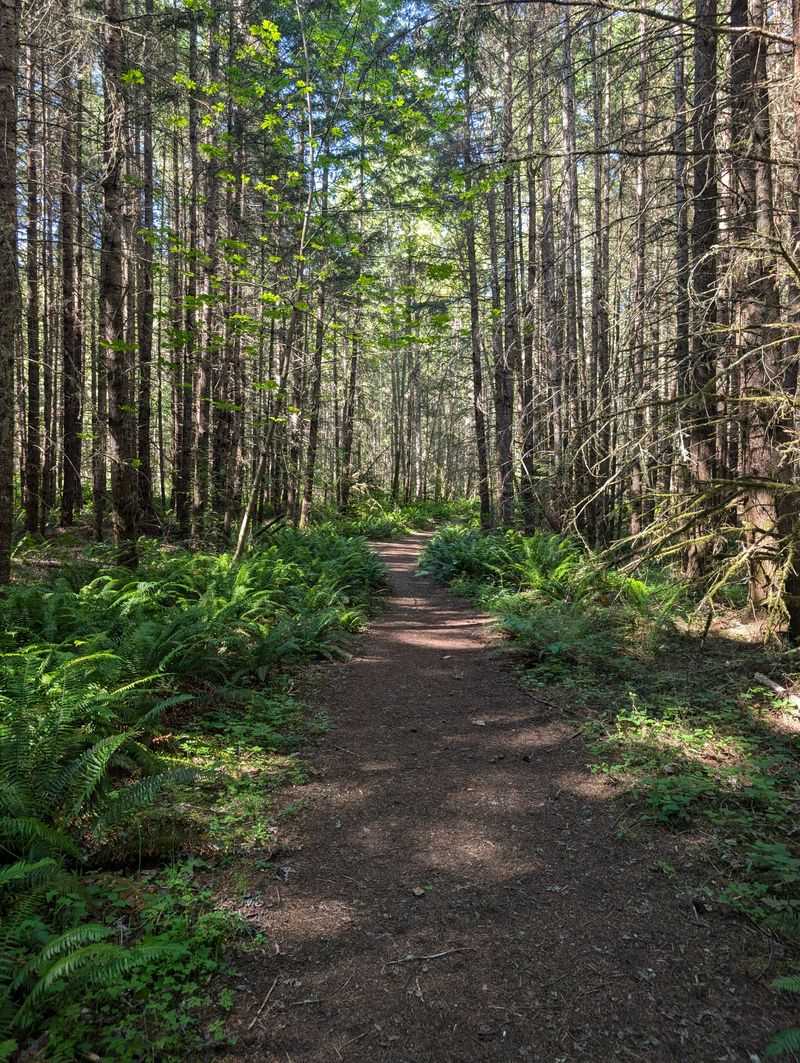 Nisqually State Park’s Trails Through The Forest