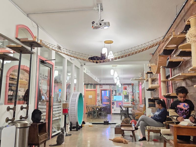 A Rescue Mission Wrapped in Whiskers and Warmth