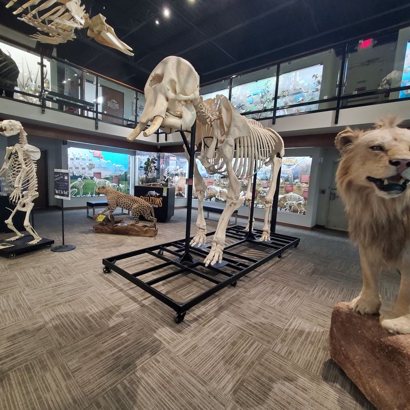 Over 300 Skeletons From Around the World Fill Every Corner