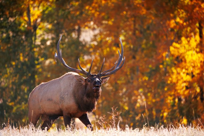 Approaching Wildlife Is Strictly Prohibited