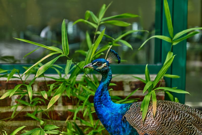 Peacocks Roam Freely Throughout the Gardens Adding Unexpected Charm