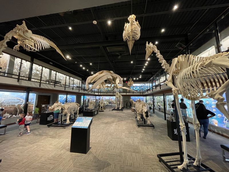 Live Dermestid Beetles Clean Skulls Right Before Your Eyes