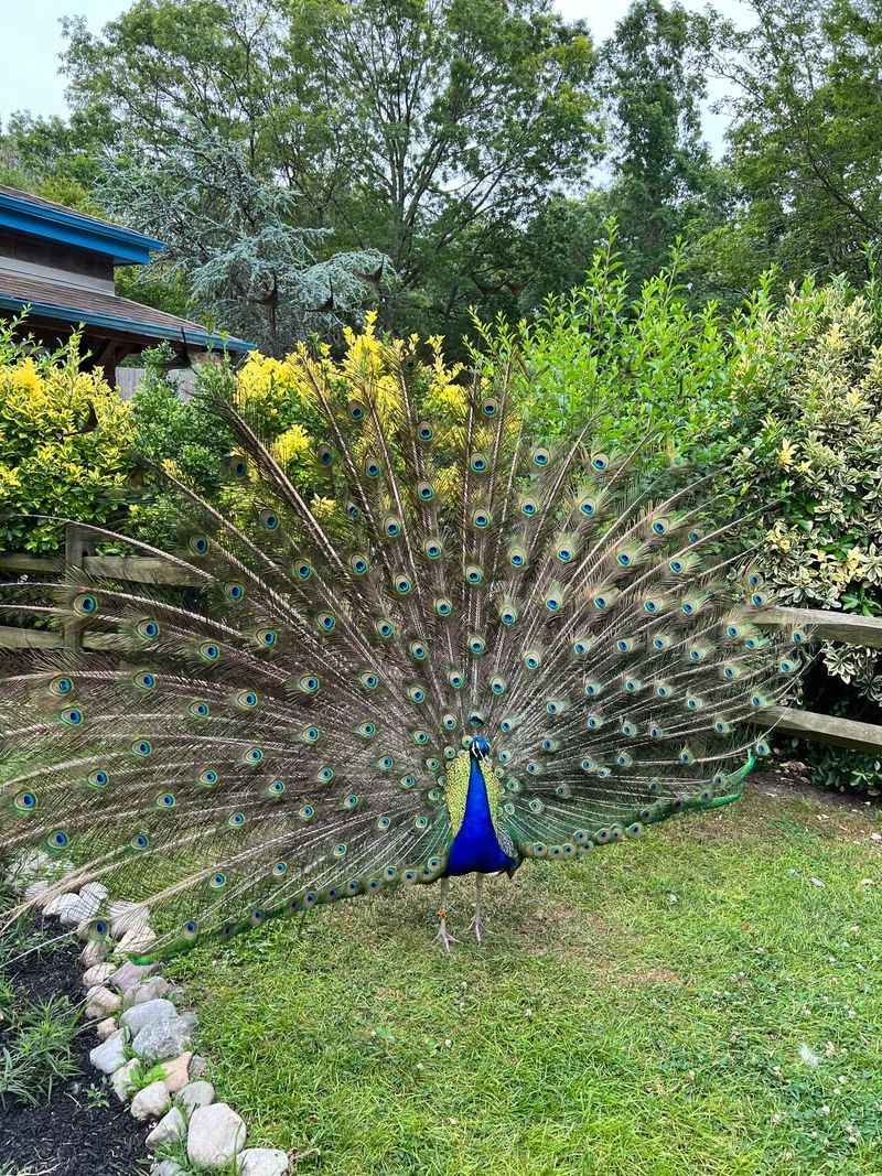 Immaculate Grounds That Rival Premium Attractions