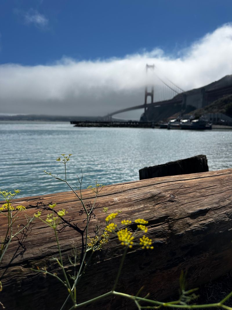 Shore Parking, Sausalito