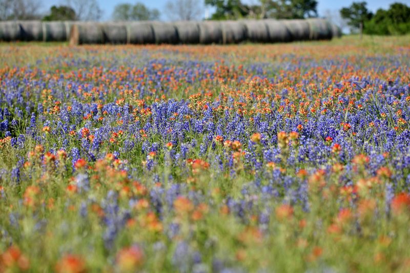 Picking Flowers Isn’t Illegal, But Damaging Habitat Can Be