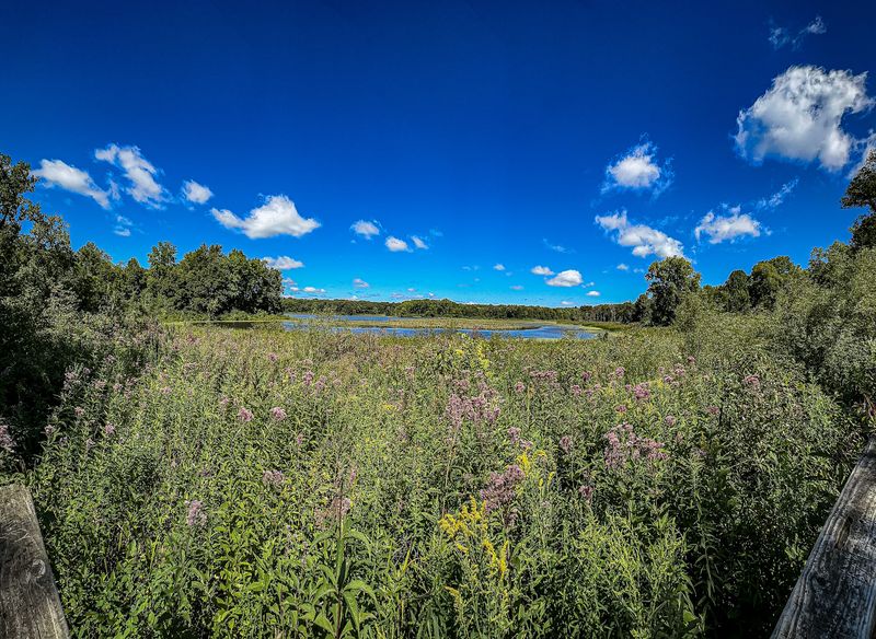 Wetland Habitats Teeming with Unique Species