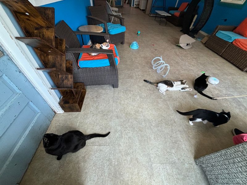 Therapeutic Benefits of Cat Interaction