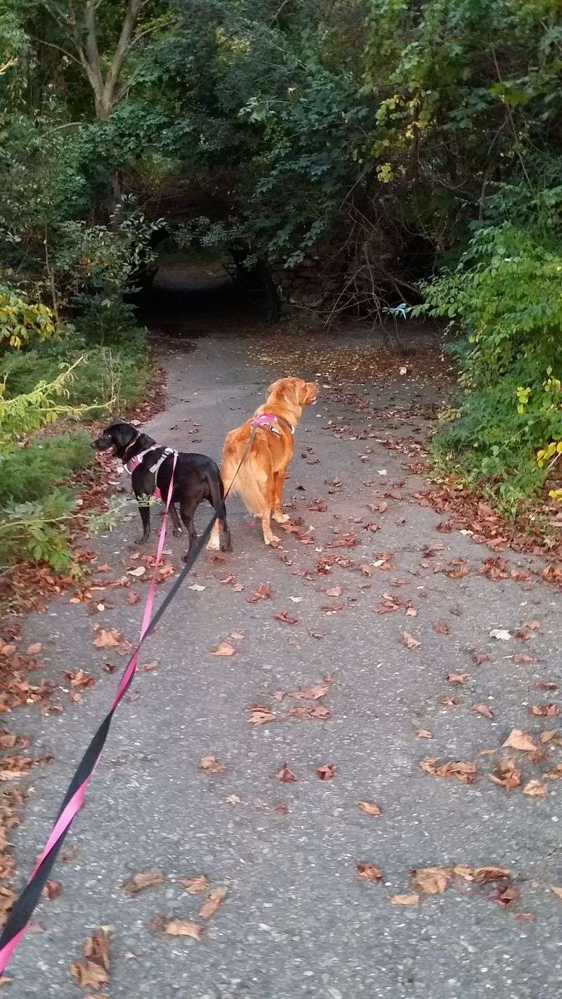 Dog-Friendly Exploration That Pups Absolutely Love