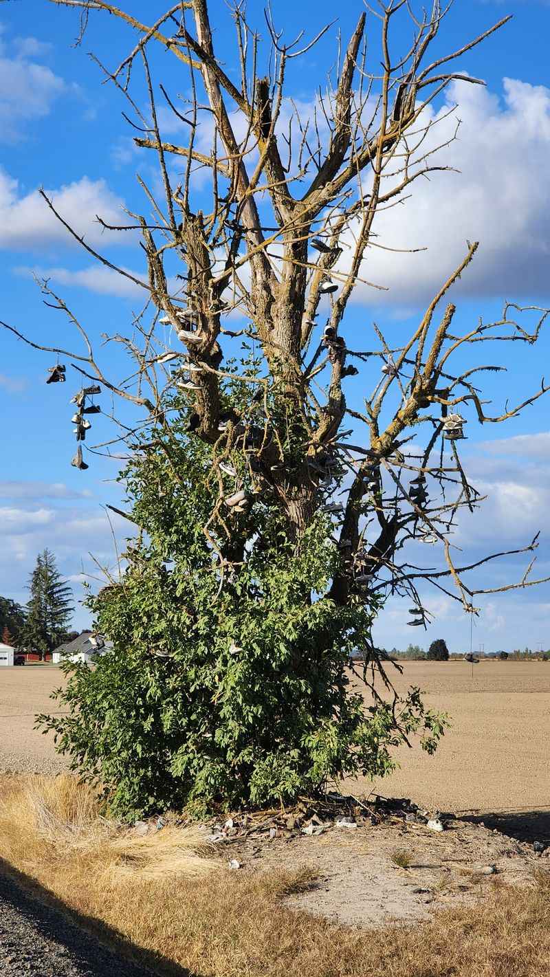 The Shoe Tree, Near Mitchell