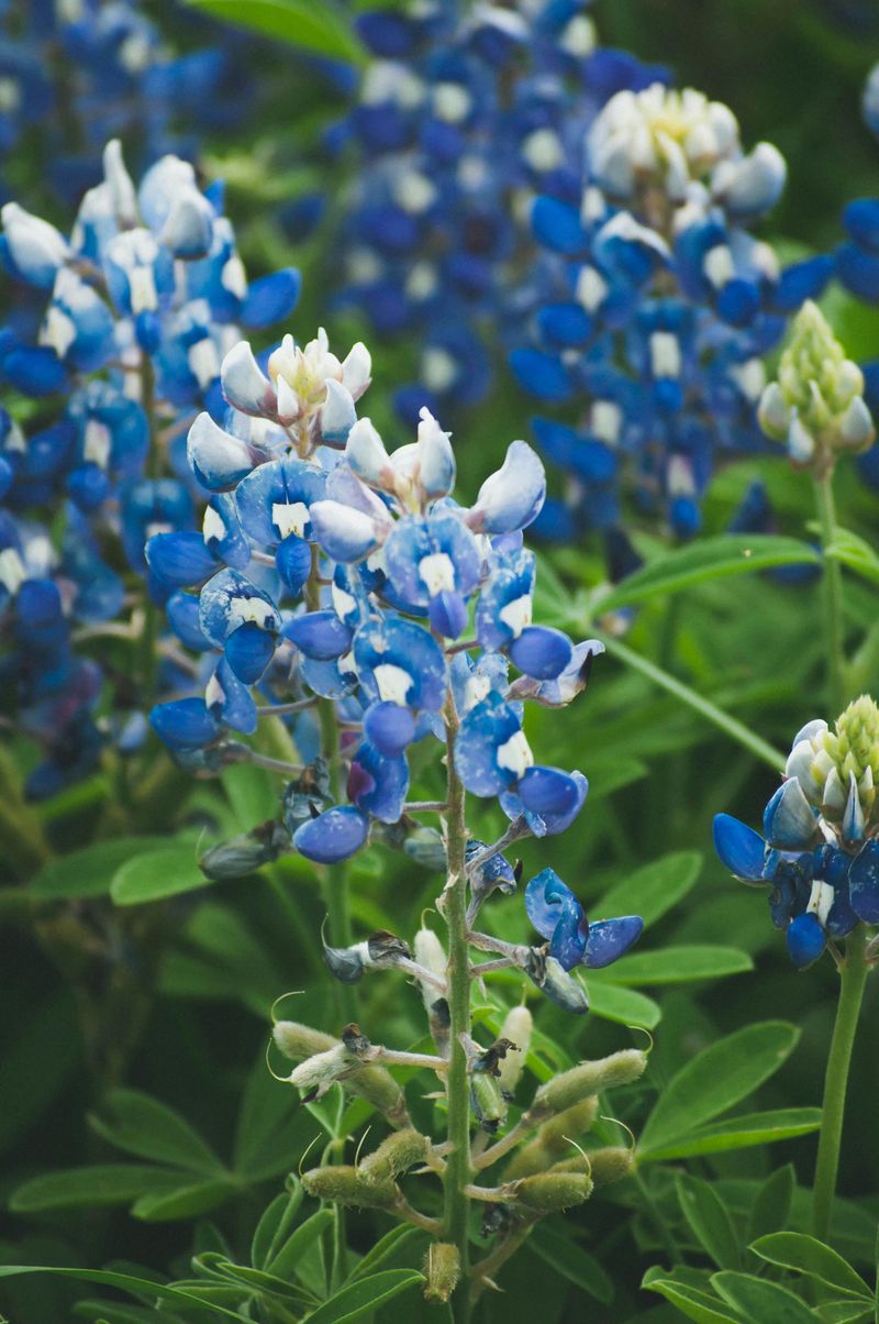 Bloom Forecasts Are Now A Travel Tool