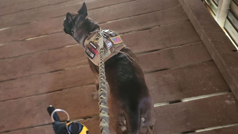 Dog-Friendly Adventure Awaits