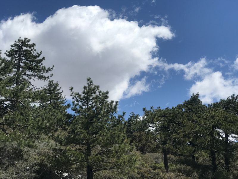 Mount Laguna Turnouts And Pines