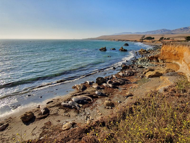Piedras Blancas Elephant Seal Rookery, San Simeon