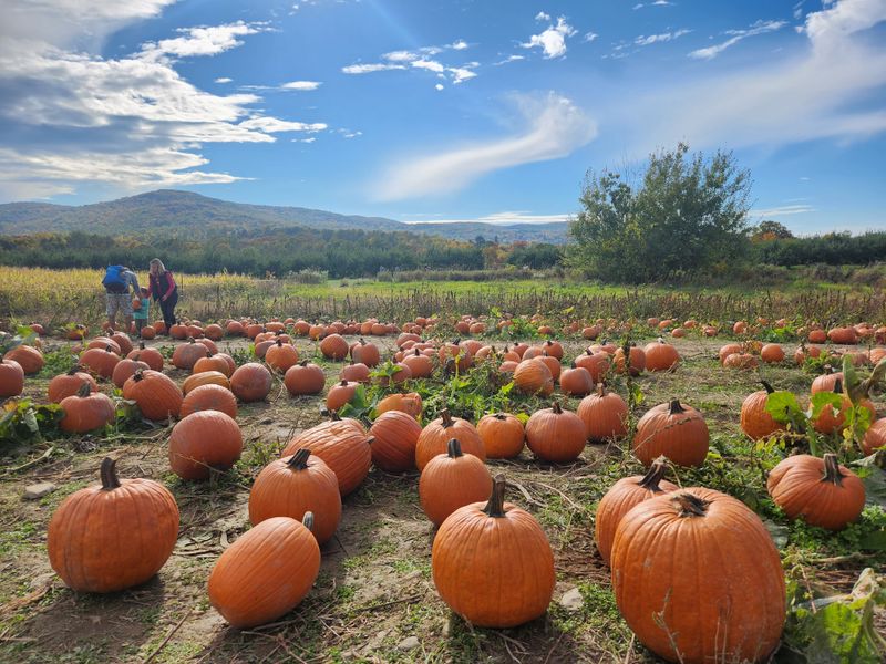 Pumpkin And Apple Farm Weekends