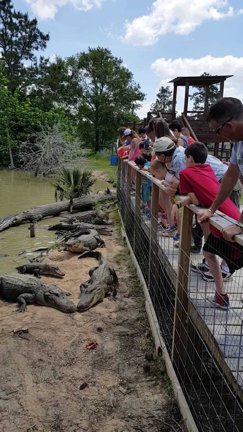 Gator Country