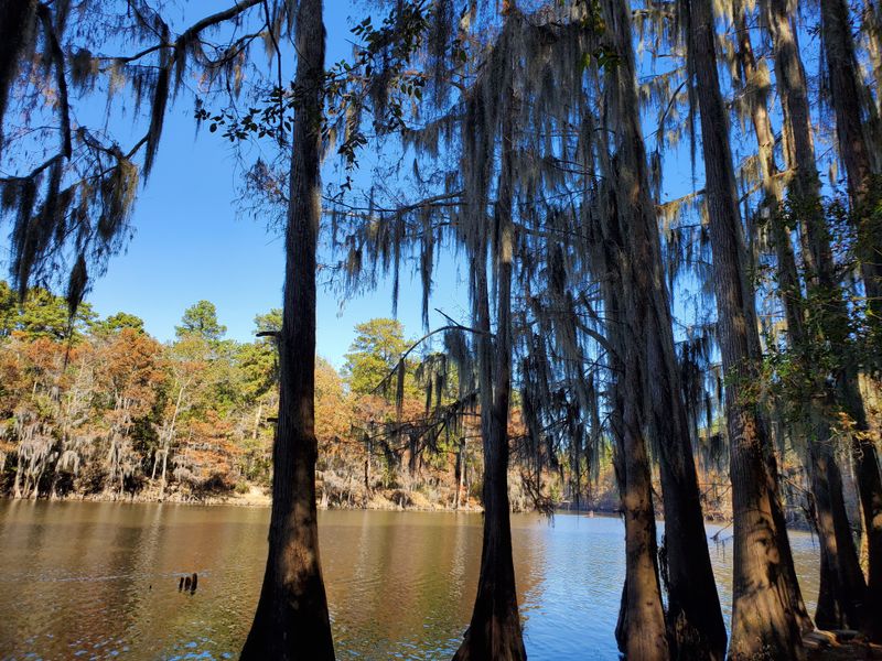 Caddo Lake Sets The Mood