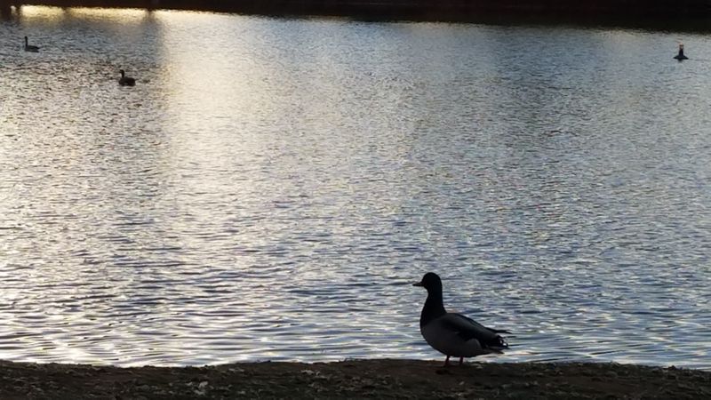 Anchoring Memory to Specific Place