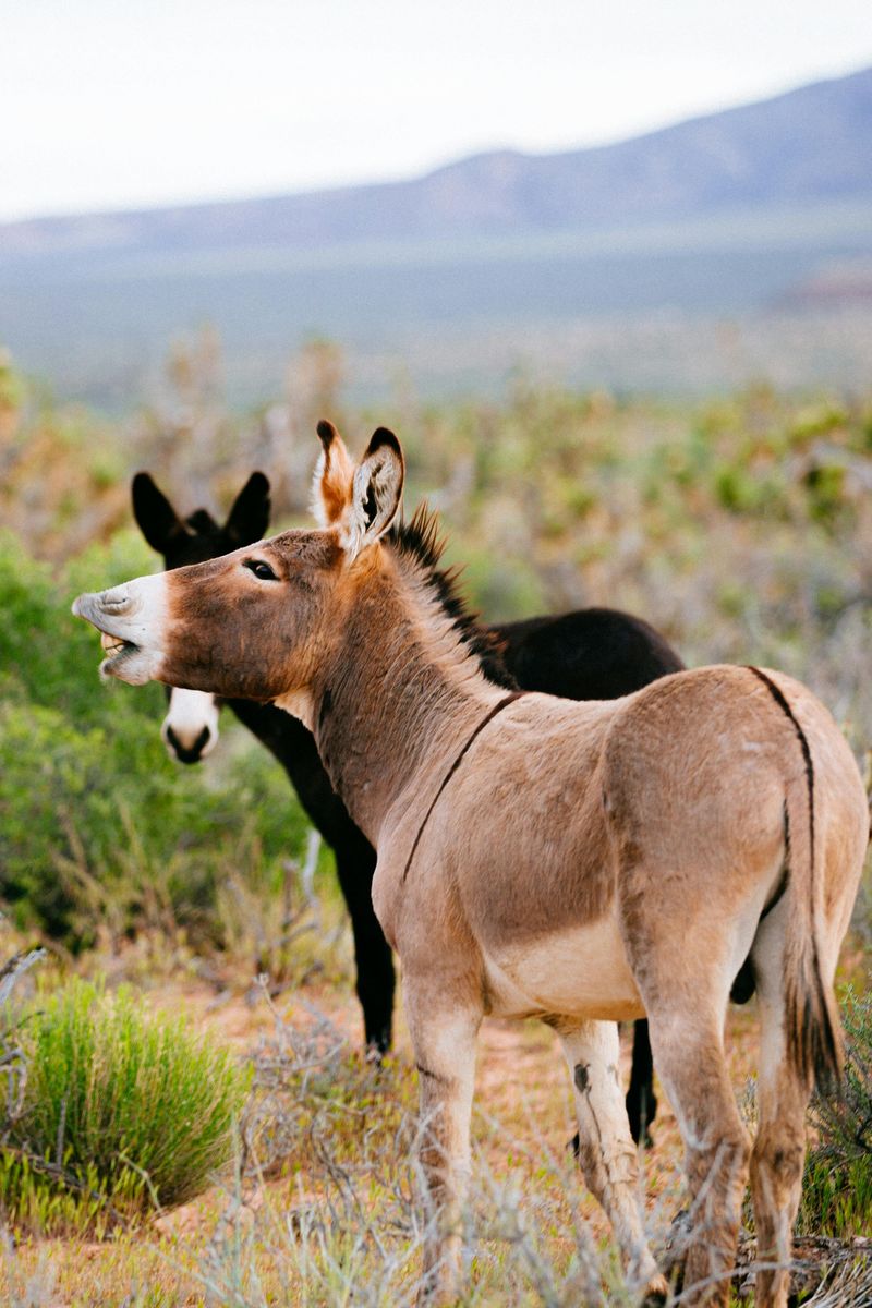 Feeding Wild Horses Or Burros Is Against The Law
