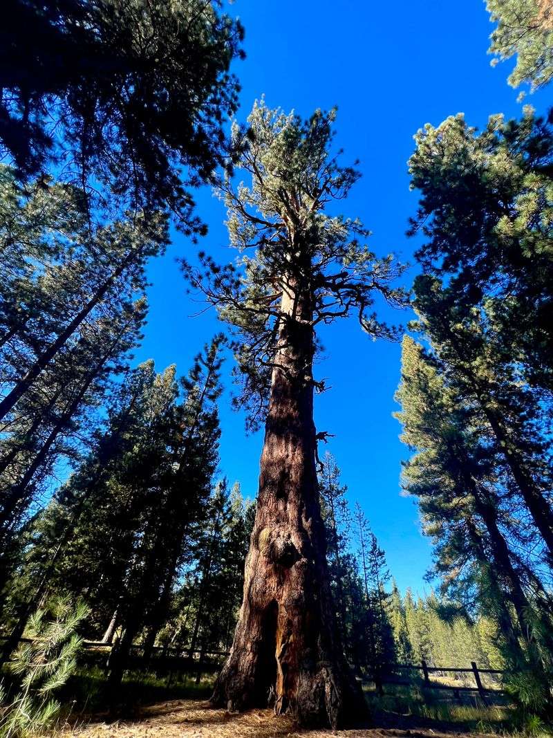 La Pine State Park Cabins