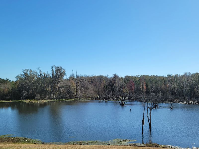 Live Oak