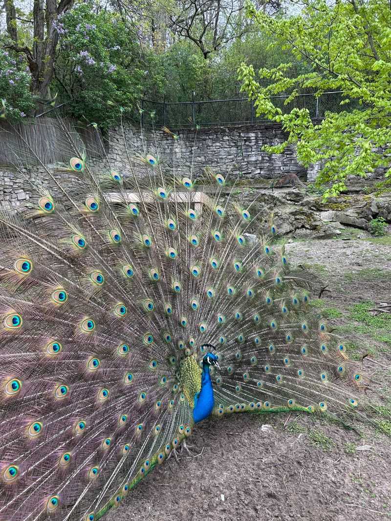 Free-Roaming Peacocks Throughout the Grounds
