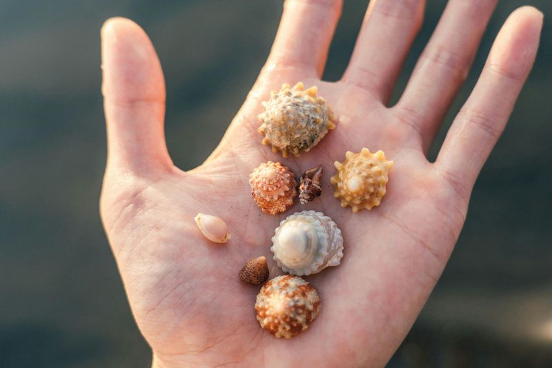 Restrictions on Collecting Seashells and Sand