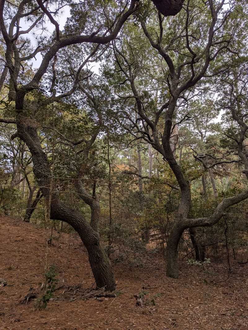 Ancient Cypress Swamps at First Landing State Park
