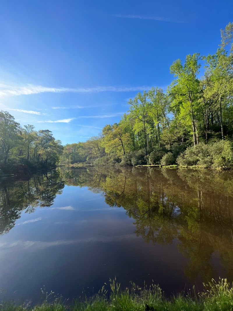 Wildlife Watching: Eagles, Ospreys, and More