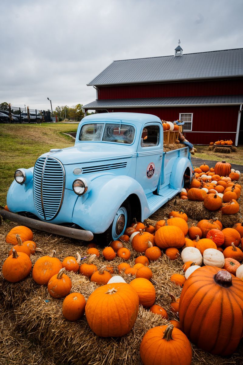 Pick Your Perfect Pumpkin at the Patch