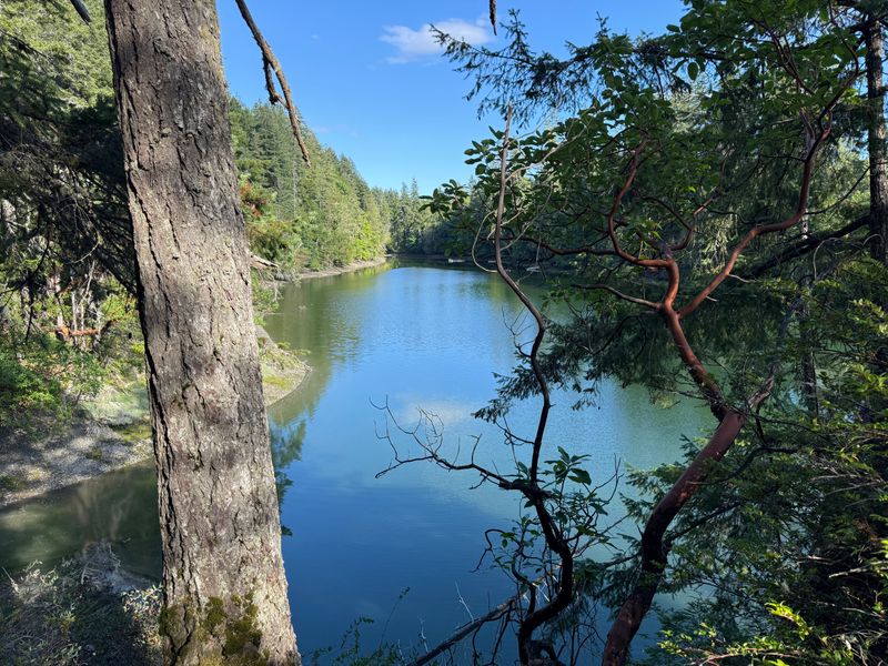 Jarrell Cove State Park, Woodland Meets The Sound