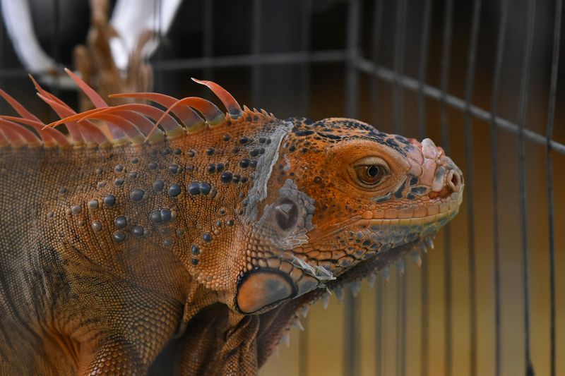 Exotic Pets Need Permits