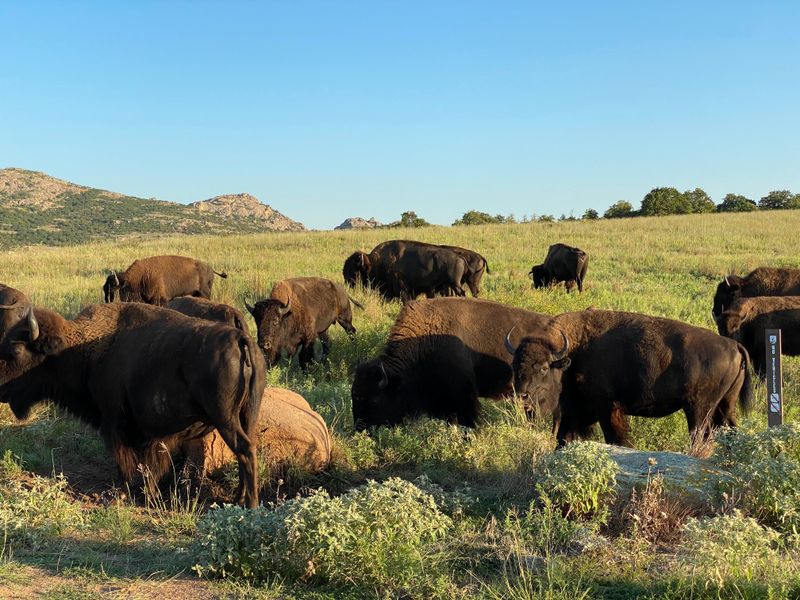 The Wichita Mountains Wildlife Refuge